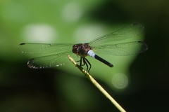 Orchithemis pruinans