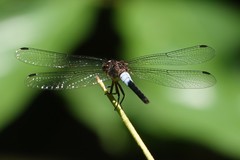 Orchithemis pruinans