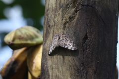Hamadryas feronia farinulenta