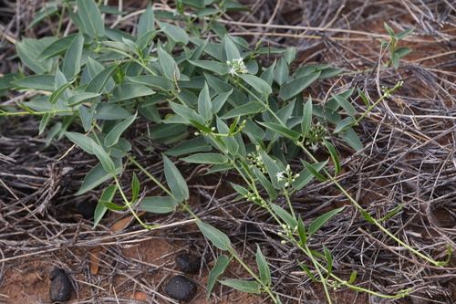 Image of Cynanchum floribundum by (c) Hugo Innes, some rights reserved (CC BY)