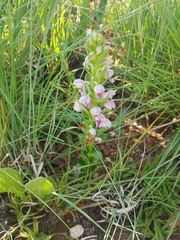 Brachycorythis conica transvaalensis