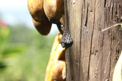 Hamadryas feronia farinulenta