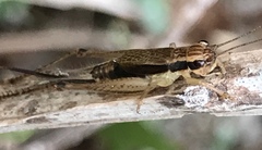 Euscyrtinae