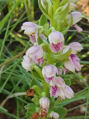Brachycorythis conica transvaalensis