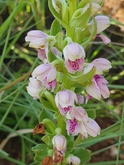 Brachycorythis conica transvaalensis