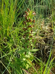 Brachycorythis conica transvaalensis
