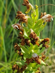 Brachycorythis conica transvaalensis