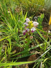 Brachycorythis conica transvaalensis