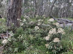 Olearia megalophylla
