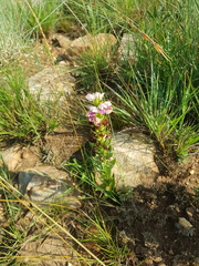 Brachycorythis conica transvaalensis