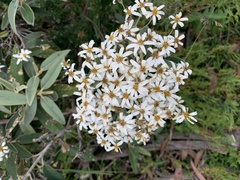 Olearia megalophylla