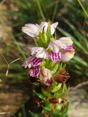 Brachycorythis conica transvaalensis