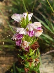 Brachycorythis conica transvaalensis
