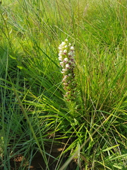 Brachycorythis conica transvaalensis