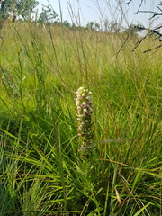 Brachycorythis conica transvaalensis
