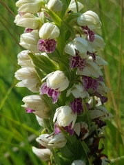 Brachycorythis conica transvaalensis