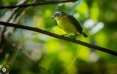 Ornithion semiflavum