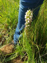 Brachycorythis conica transvaalensis