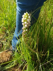 Brachycorythis conica transvaalensis