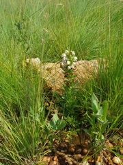 Brachycorythis conica transvaalensis
