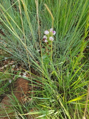 Brachycorythis conica transvaalensis