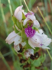 Brachycorythis conica transvaalensis