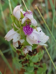 Brachycorythis conica transvaalensis