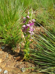 Brachycorythis conica transvaalensis