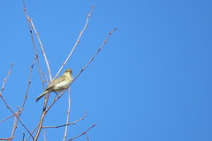 Phylloscopus trochilus