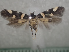 Macrobathra alternatella