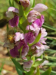 Brachycorythis conica transvaalensis