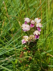 Brachycorythis conica transvaalensis