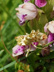 Brachycorythis conica transvaalensis