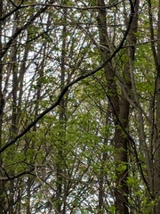 Piranga olivacea