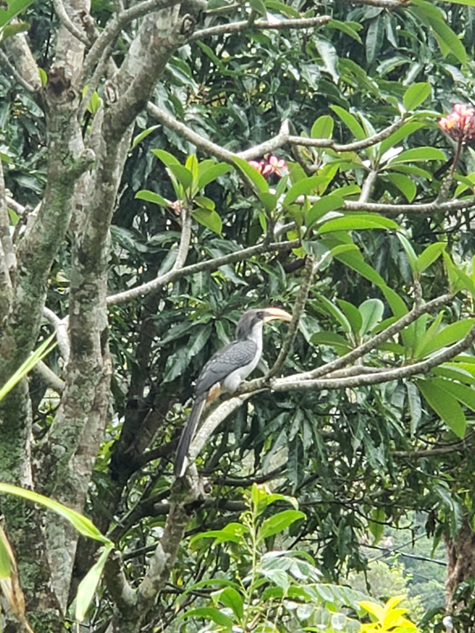 Sri Lanka Grey Hornbill illustration