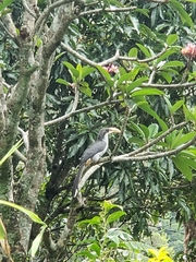 Ocyceros gingalensis