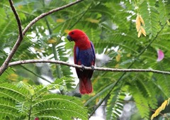 Eclectus roratus biaki