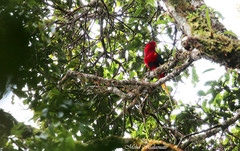 Charmosyna papou papou