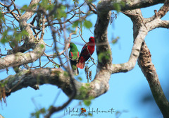 Eclectus roratus cornelia