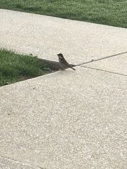 Passer domesticus