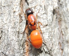 Camponotus nigriceps
