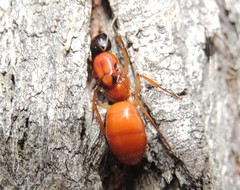 Camponotus nigriceps