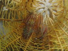 Synalpheus stimpsonii