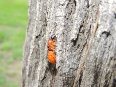 Camponotus nigriceps