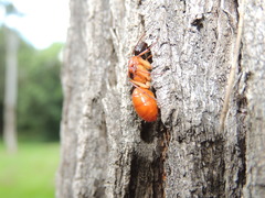 Camponotus nigriceps