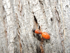 Camponotus nigriceps