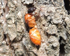 Camponotus nigriceps