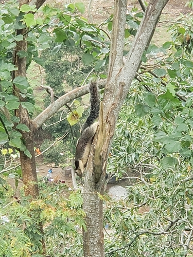 Sri Lankan Giant Squirrel