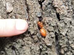 Camponotus nigriceps