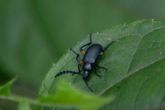 Prostenus